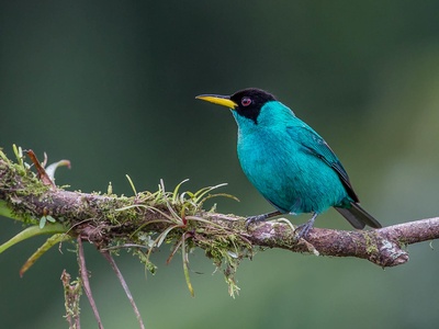 Green Honeycreeper