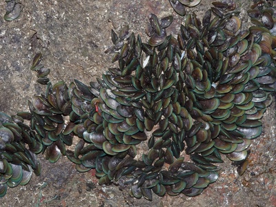 Green mussel