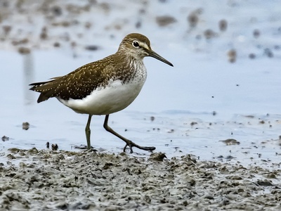 Green Sandpiper