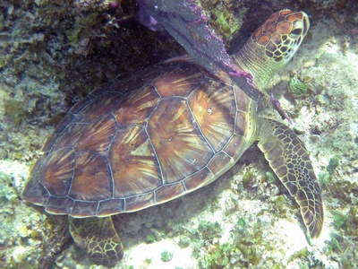 Green sea turtle
