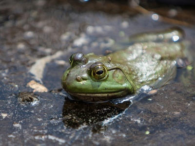 Green toad