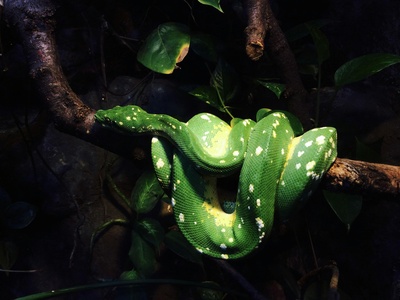 Green tree python