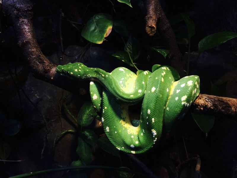 List of Forest Reptiles - Flora Fauna Fun