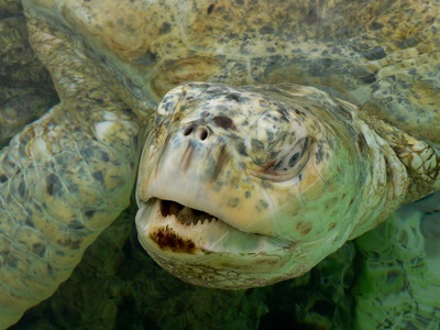 Green Turtle