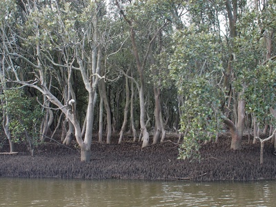 Grey mangrove