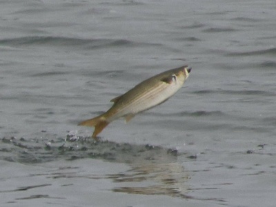 Grey mullet (flathead mullet)