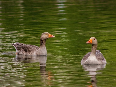 Greylag Goose