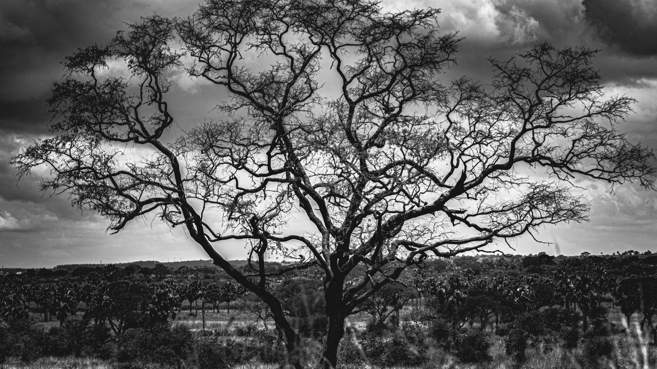 Thorny acacia and tussock grasses illustrating grazing defenses in savannas