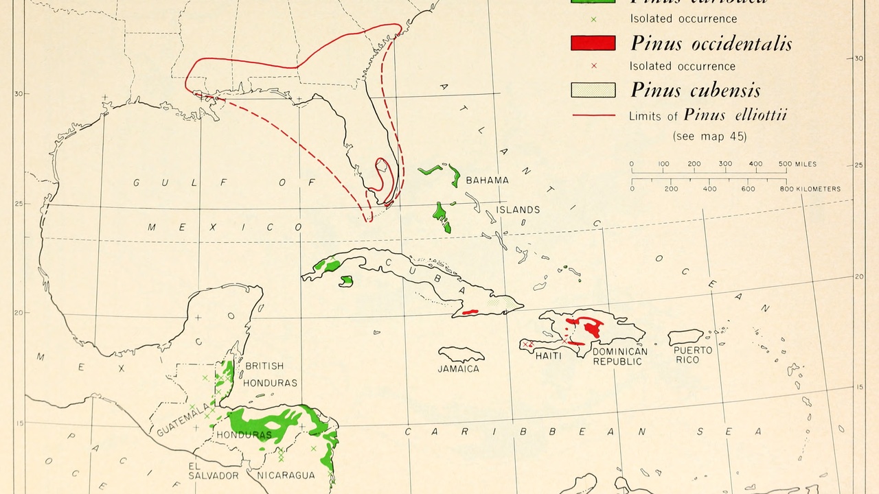 Cuban pine forest and endemic Pinus cubensis
