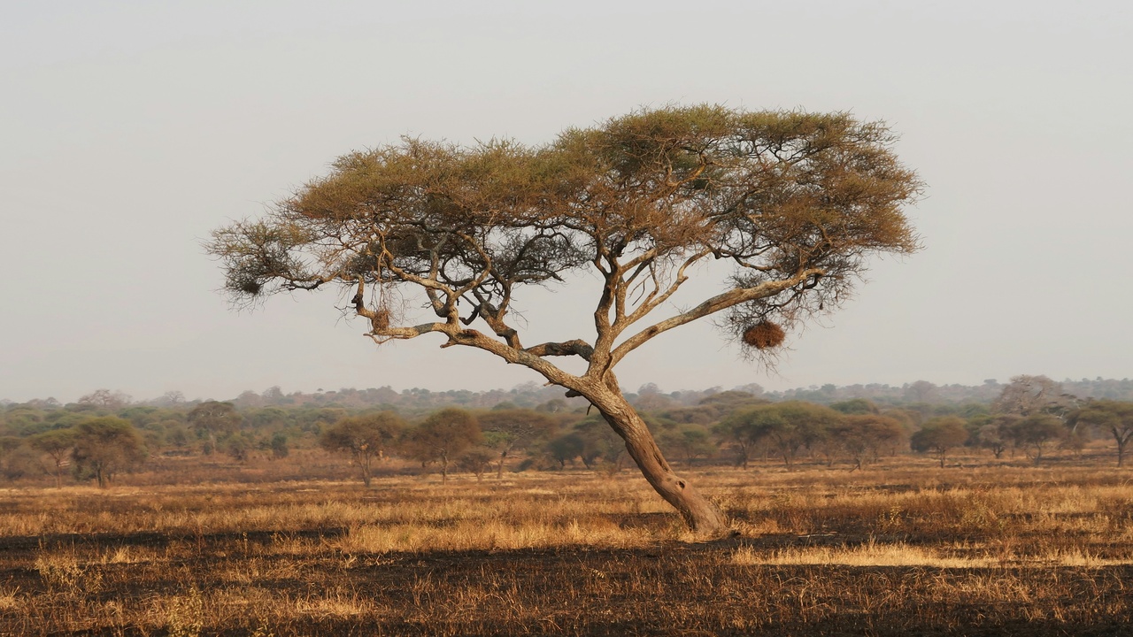 Savanna trees and grasses near pastoralists illustrating nutrient roles and human uses