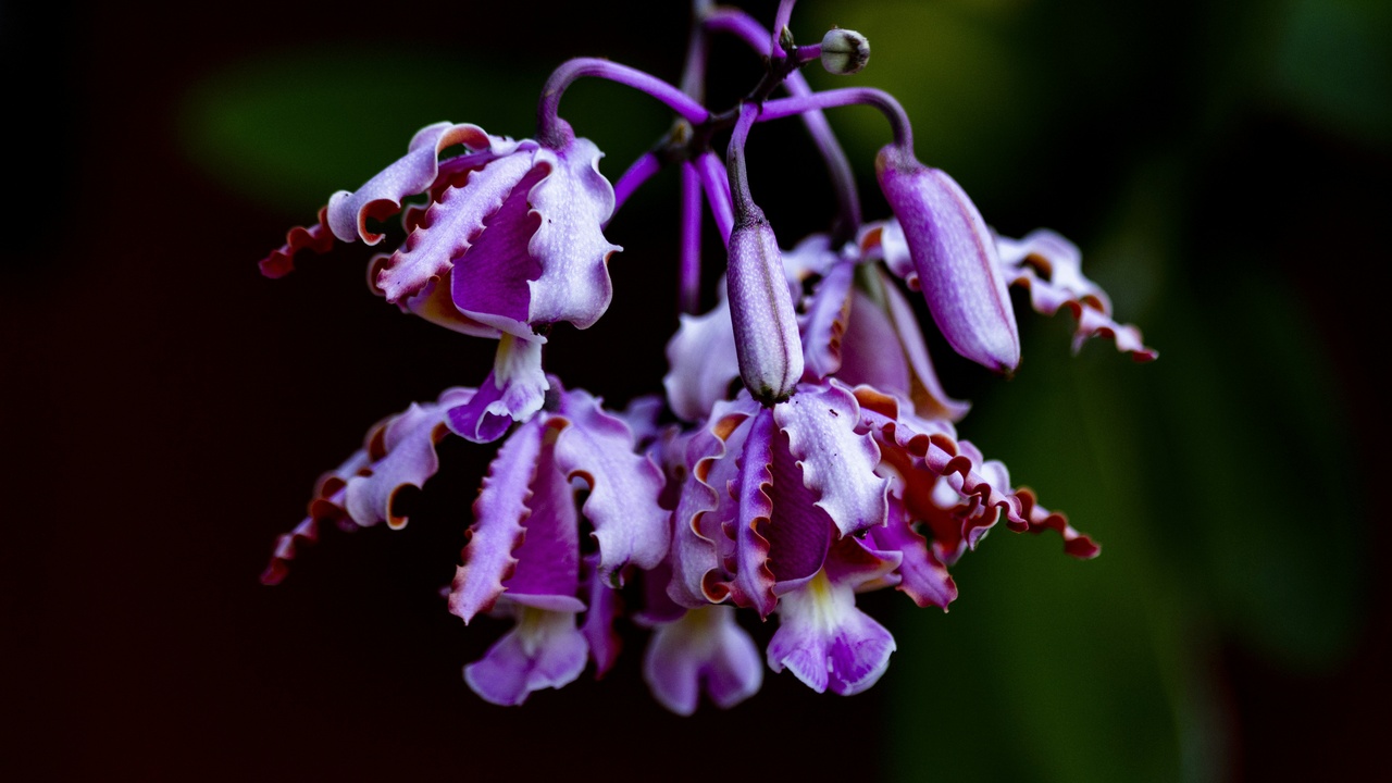 Endemic Cuban orchid and shaded microhabitat