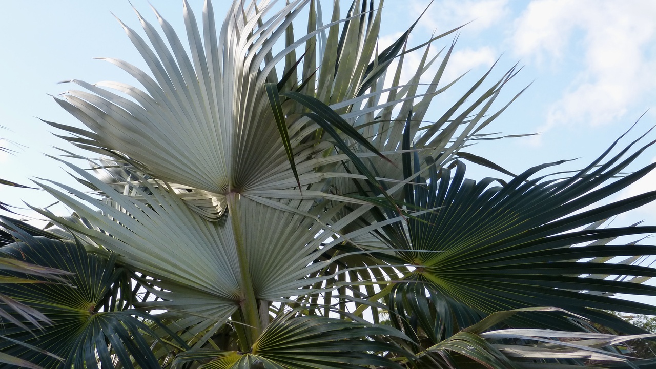 Coccothrinax palms and coastal habitat in Cuba