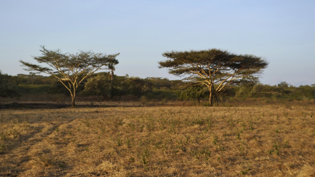 Savanna trees with deep roots and baobab trunk illustrating drought adaptations