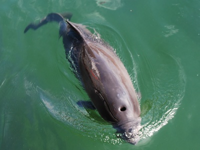 Harbor porpoise