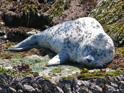 Harbor seal