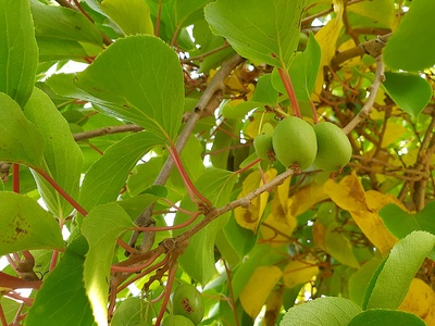 Hardy kiwi (kiwiberry)