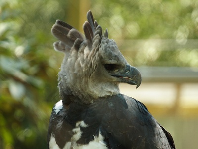 Harpy eagle