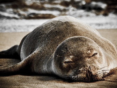 Hawaiian monk seal