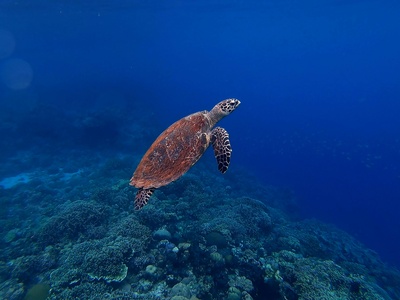 Hawksbill turtle
