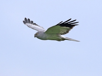 Hen Harrier