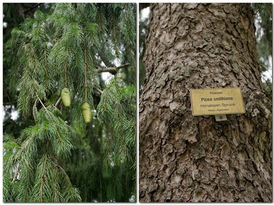 Himalayan spruce
