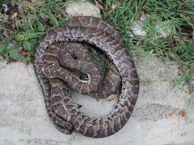 Hispaniolan boa