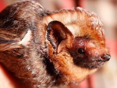 Hoary bat