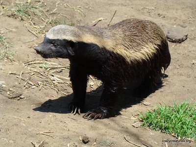 Honey badger