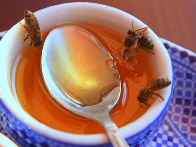 Honey bee / Africanized honey bee