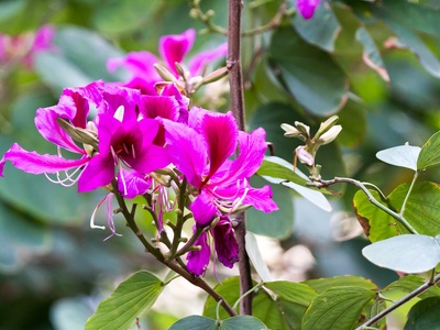 Hong Kong orchid tree