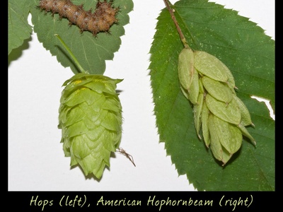 Hop-hornbeam
