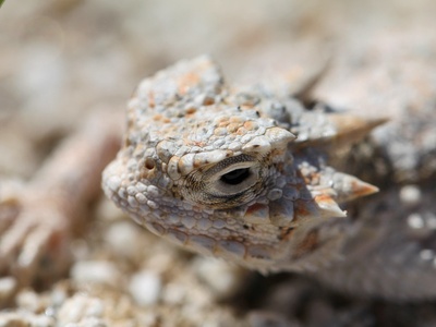 Horned lizard