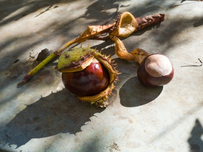 Horse chestnut