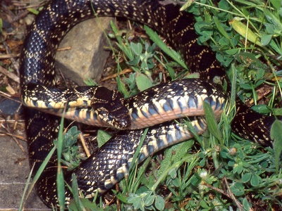 Horseshoe whip snake