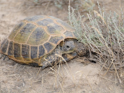 Horsfield's tortoise