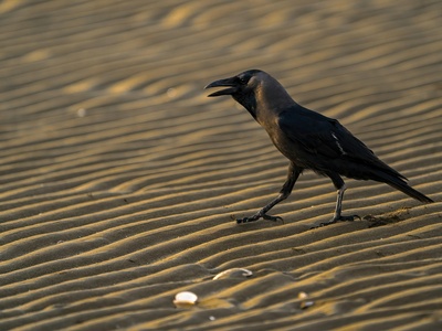House crow