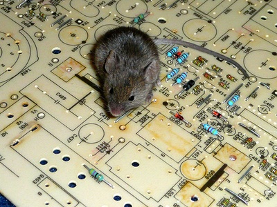 House Mouse