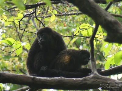 Howler monkey