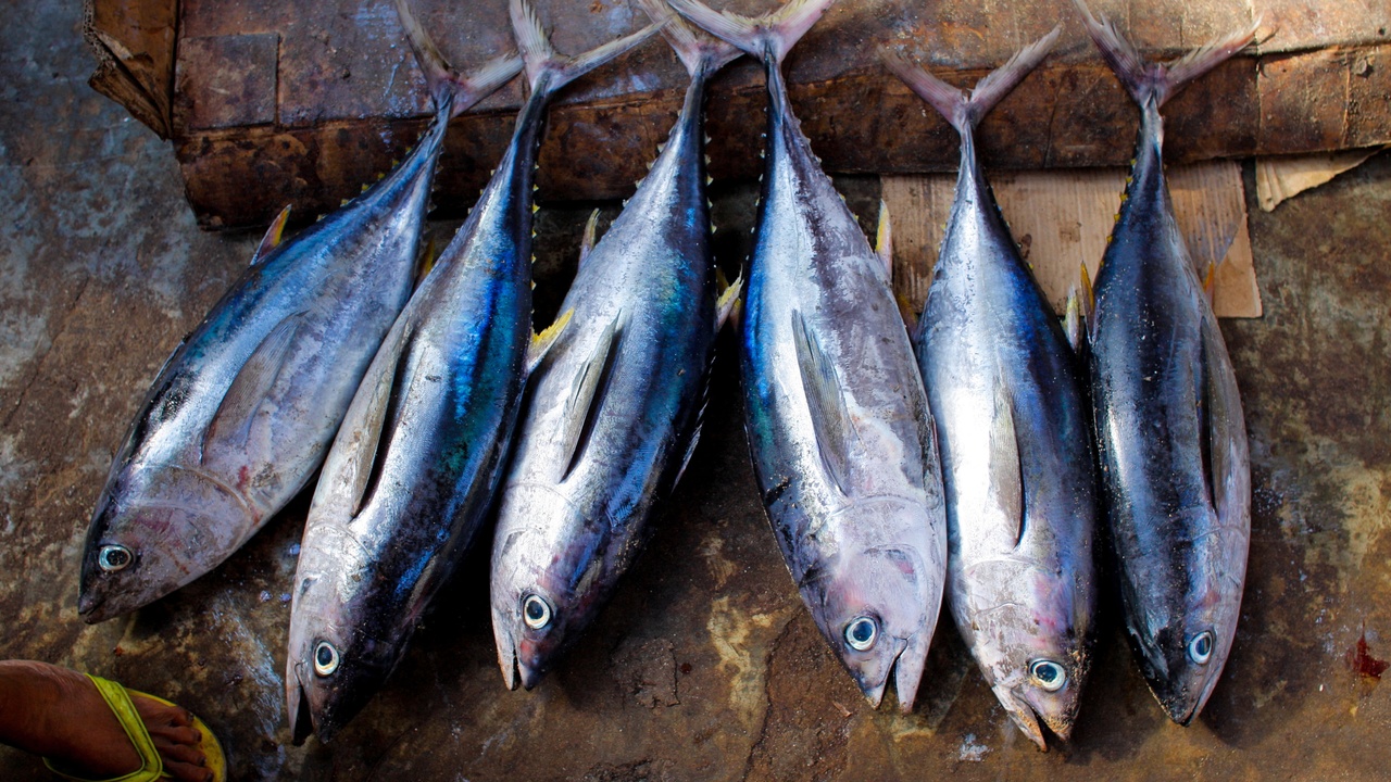Fish market and tuna supply chain
