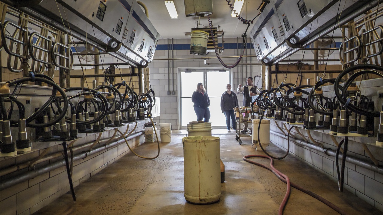 A milking parlor and pasture showcasing cattle production systems