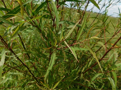 Humboldt's willow