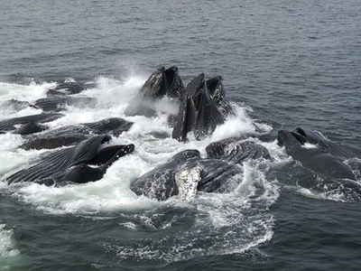 Humpback Whale