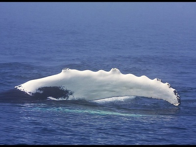 Humpback whale