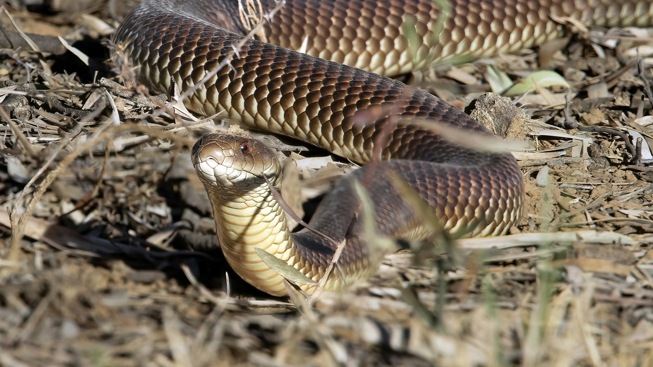 Python coiled and preparing to strike at prey near water