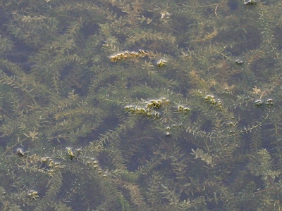 Hydrilla