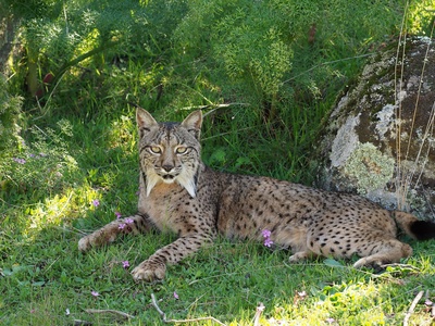 Iberian lynx