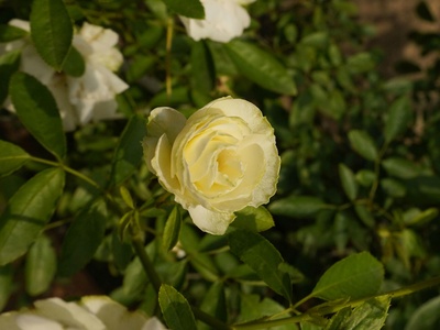 Iceberg Rose