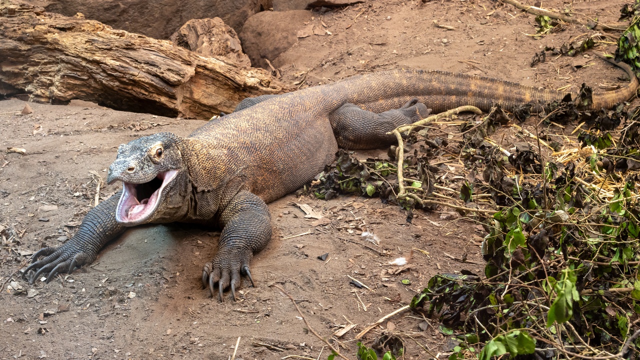 Komodo dragon, Sumatran tiger and Javan rhinoceros representing iconic megafauna of Indonesia