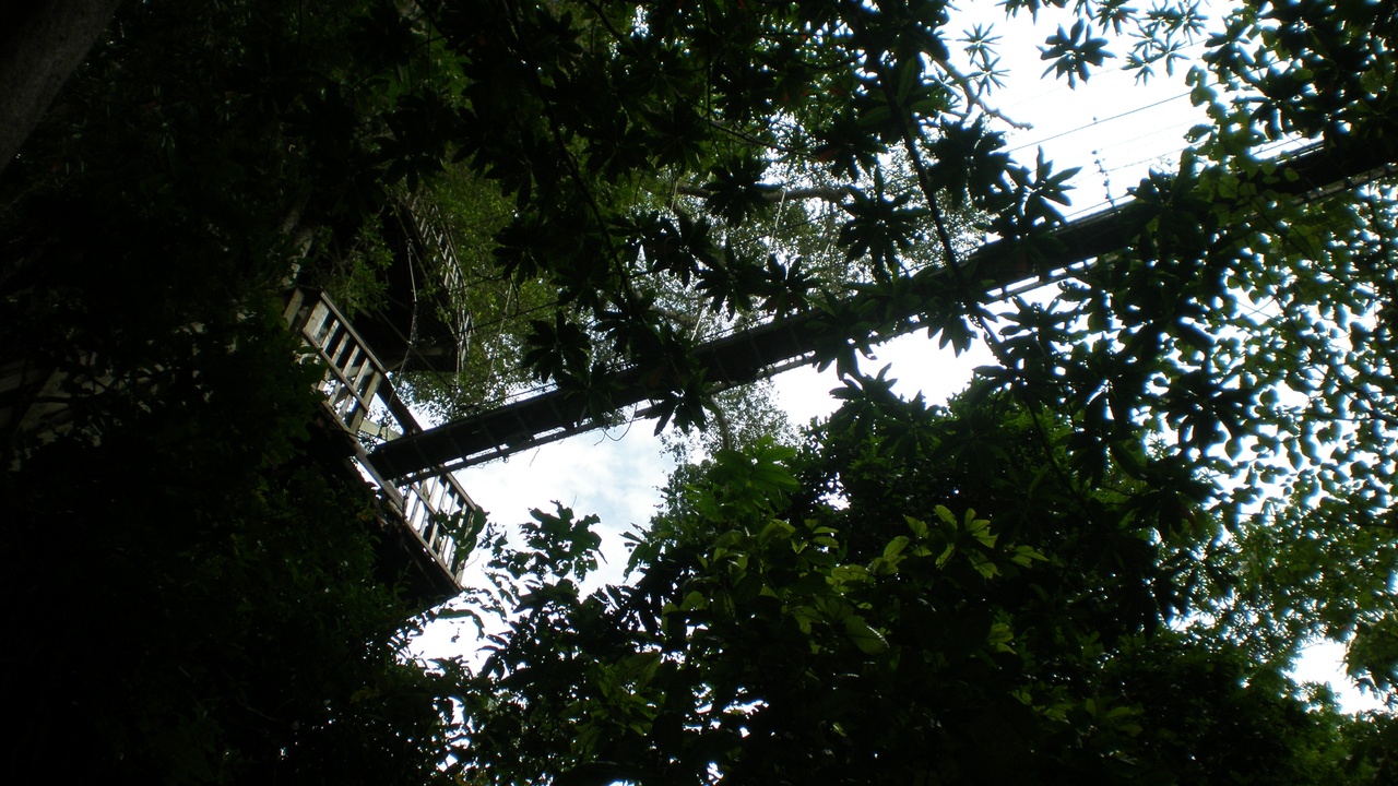Ifilele tree in Samoan rainforest canopy