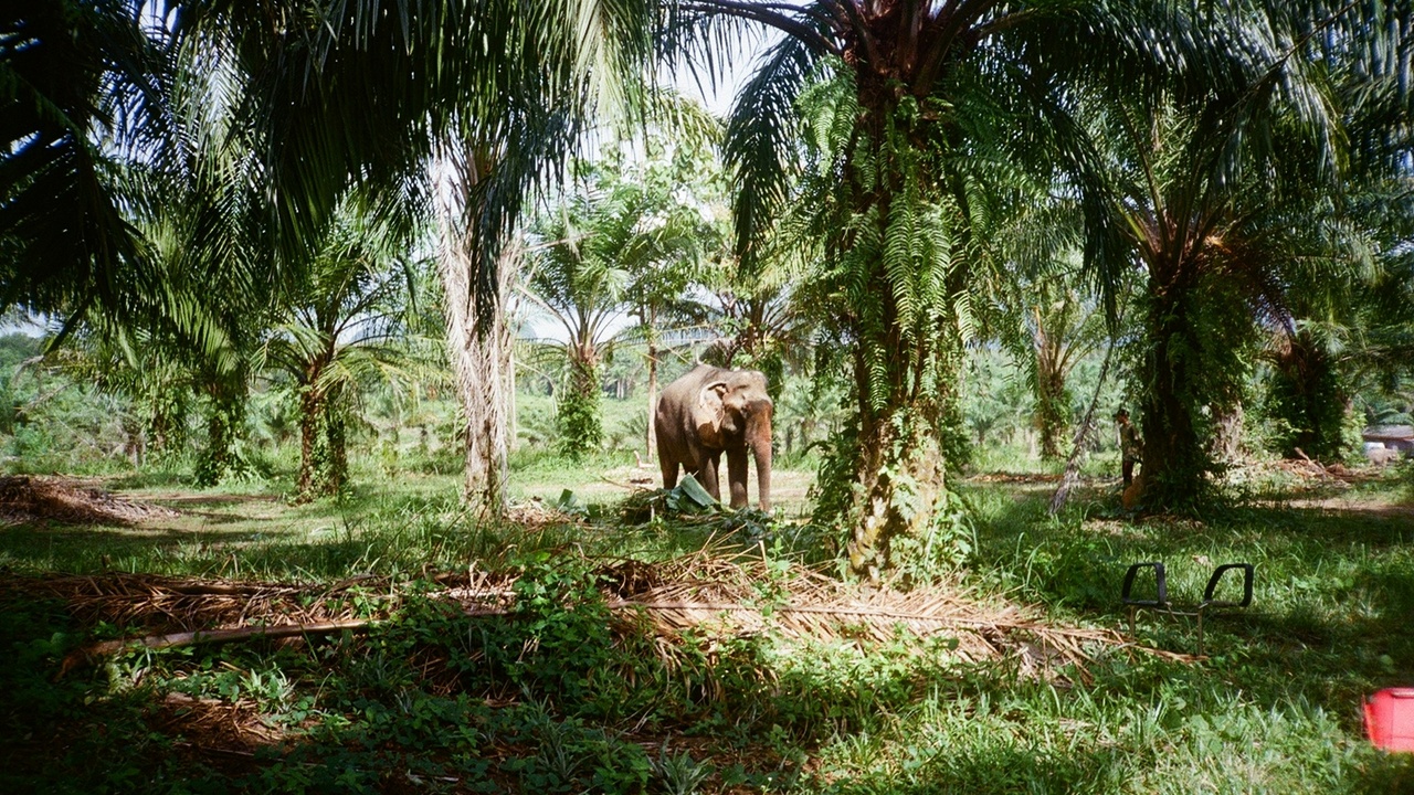 Dense Liberian rainforest with a forest elephant silhouette